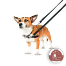 Peitoral Halti Front Control para Cães Tamanho M